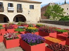 participacion tiempo de flores de Rosa Valls