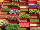 participacion tiempo de flores de Rosa Valls