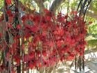Saragossa Floreix